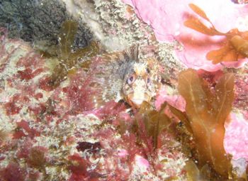 Blenny defending its home. Olympus C5050. O Grelle A Coru... by Ramón Núñez Orjales 